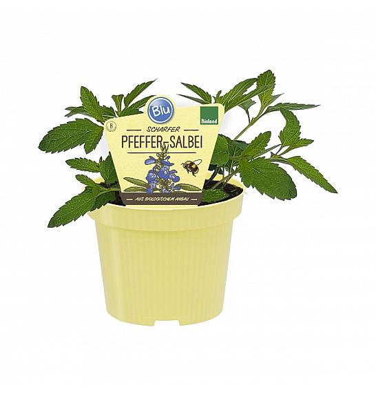 Salvia uliginosa; Poprov žajbelj; Ø12;708010;BLU