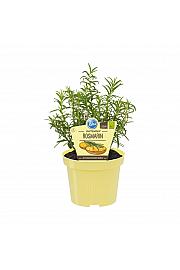 Salvia rosmarinus; Rožmarin; Ø12;700060;BLU