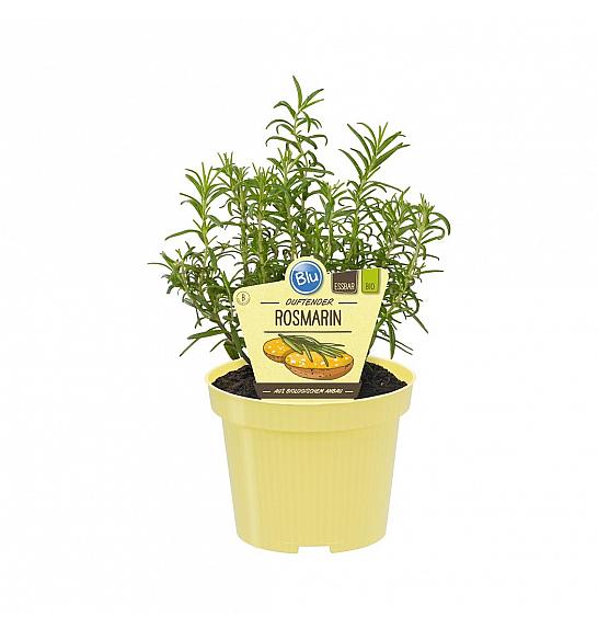 Salvia rosmarinus; Rožmarin; Ø12;700060;BLU