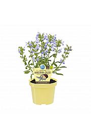 Salvia officinalis; Marcipan žajbelj; Ø12;700081;BLU