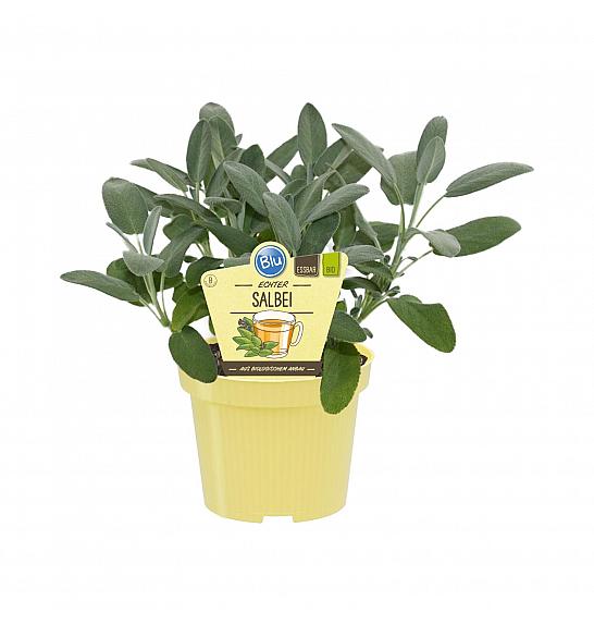 Salvia officinalis; Žajbelj; Ø12;700070;BLU