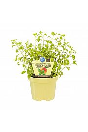 Salvia greggii variegata; Grenak žajbelj; Ø12;700079;BLU