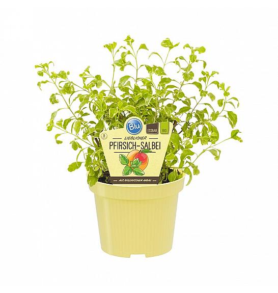 Salvia greggii variegata; Grenak žajbelj; Ø12;700079;BLU