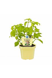 Rungia klossii; Gobovo zelišče; Ø12;700076;BLU