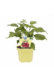 Rubus idaeus; Malina Little Sweet Sister; Ø12;700013;BLU