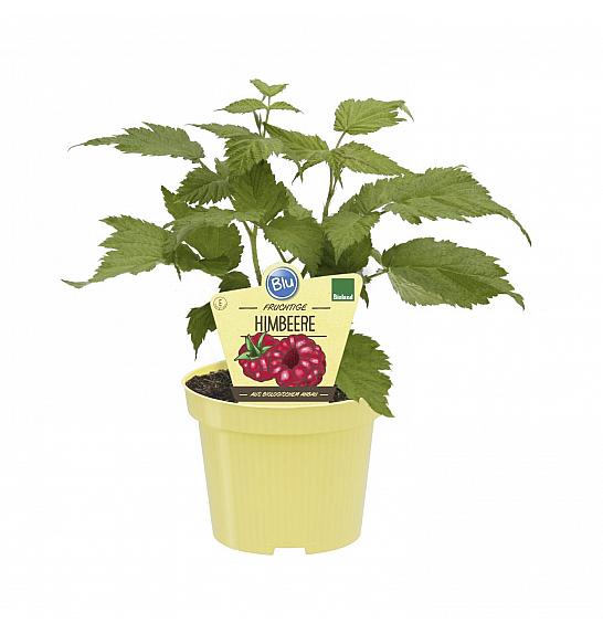 Rubus idaeus; Malina Little Sweet Sister; Ø12;700013;BLU