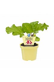 Rheum rhabarbarum; Rabarbara; Ø12;700700;BLU