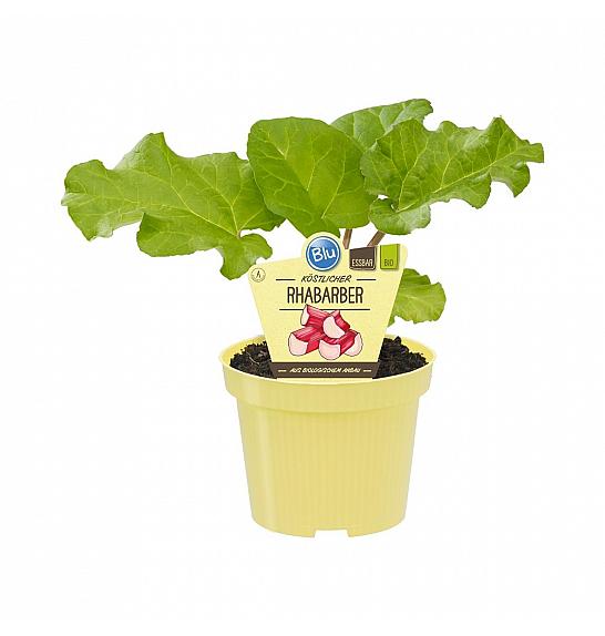 Rheum rhabarbarum; Rabarbara; Ø12;700700;BLU