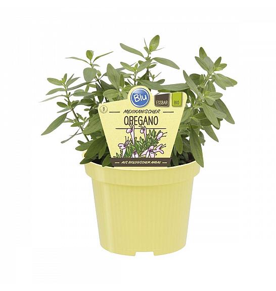 Poliomintha longiflora; Mehiški origano; Ø12;708865;BLU