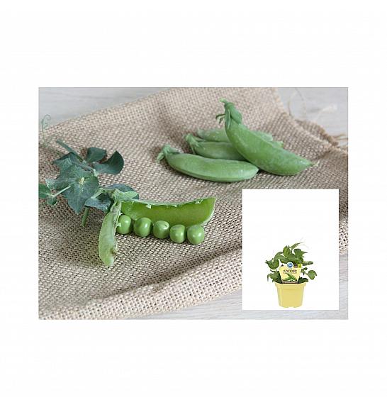 Pisum sativum; Sladki grah; Ø12;700630;BLU