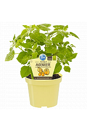 Physalis peruviana; Andske jagode; Ø12;600210;BLU