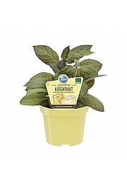 Paederia lanuginosa; Sirno zelišče; Ø12;700195;BLU