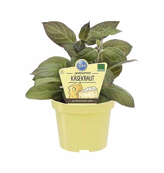 Paederia lanuginosa; Sirno zelišče; Ø12;700195;BLU