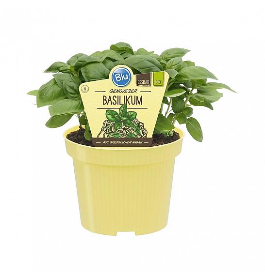 Ocimum basilicum; Bazilika Genovesse; Ø12;708862;BLU