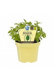 Ocimum basilicum; Tajska bazilika; Ø12;700064;BLU