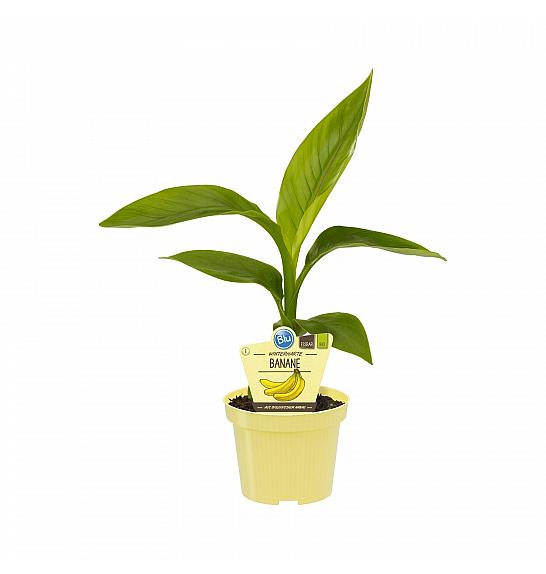 Musa basjoo; Banana prezimna; Ø12;700025;BLU