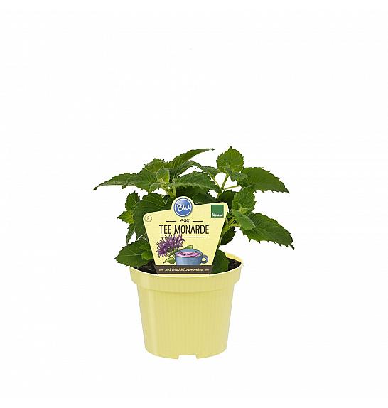 Monarda didyma; Monardin čaj; Ø12;700903;BLU