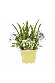 Mix im Topf; Dišavnice mix; Ø12;700222;BLU