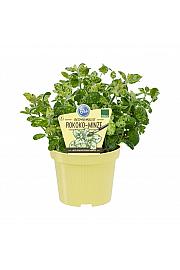 Mentha suaveolens; Pisanolistna meta; Ø12;700168;BLU