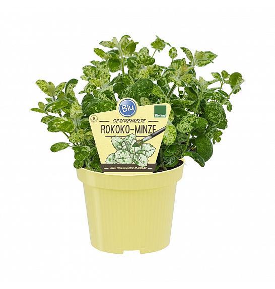 Mentha suaveolens; Pisanolistna meta; Ø12;700168;BLU