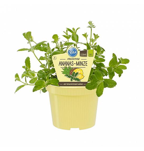 Mentha suaveolens Variegata; Ananasova meta; Ø12;700040;BLU