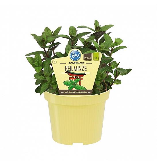 Mentha arvensis x spicata; Japonska zdravilna meta; Ø12;700073;BLU