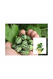 Melothria scabra; Mehiška mini kumarica; Ø12;700048;BLU