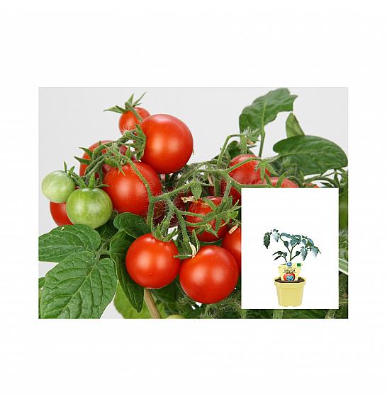 Lycopersicon esculentum L.; Paradižnik Mini-Tom; Ø12;701028;BLU