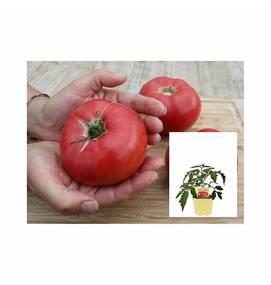Lycopersicon esculentum L.; Paradižnik Rose Crush; Ø12;701027;BLU