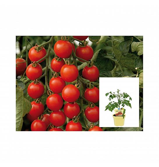 Lycopersicon esculentum L. Rubylicious; Češnjev paradižnik Rubylicious; Ø12;700221;BLU