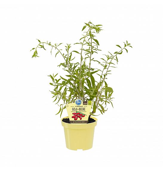 Lycium barbarum; Goji jagode; Ø12;700783;BLU