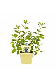 Lonicera kamtschatica Sinoglaska; Sibirska borovnica; Ø12;700035;BLU