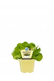 Lactuca sativa; Solata; Ø12;700321;BLU