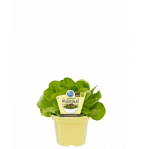 Lactuca sativa; Solata; Ø12;700321;BLU