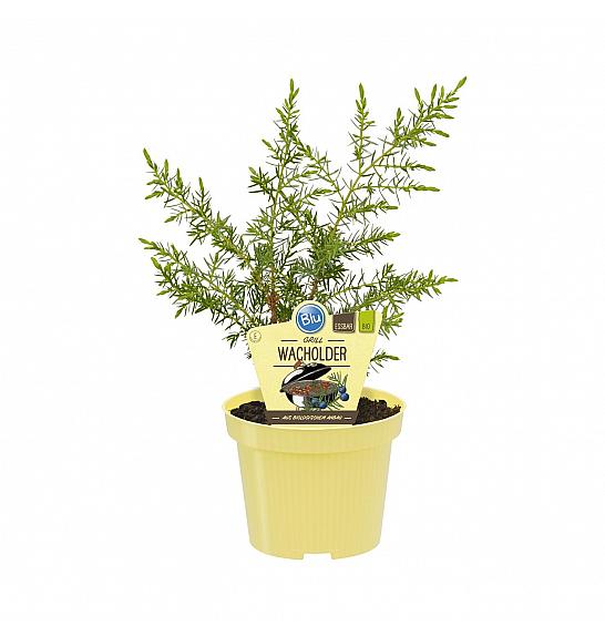 Juniperus communis Meyer ; Brin; Ø12;700029;BLU