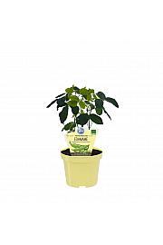 Glycine max; Soja; Ø12;708008;BLU