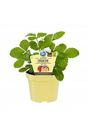 Fragaria vesca Mignonette; Gozdna jagoda; Ø12;700098;BLU