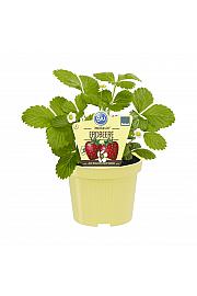 Fragaria ananassa Meraldo; Večrodna jagoda; Ø12;700108;BLU