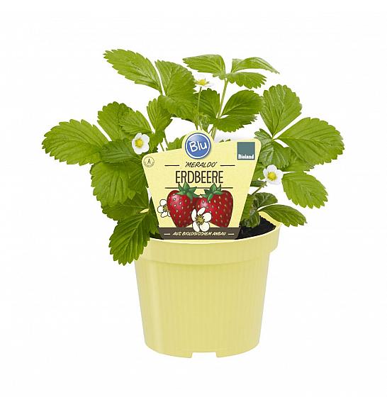 Fragaria ananassa Meraldo; Večrodna jagoda; Ø12;700108;BLU