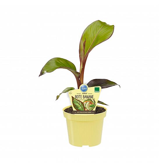 Ensete maurelii ; Rdečelistna banana; Ø12;700024;BLU