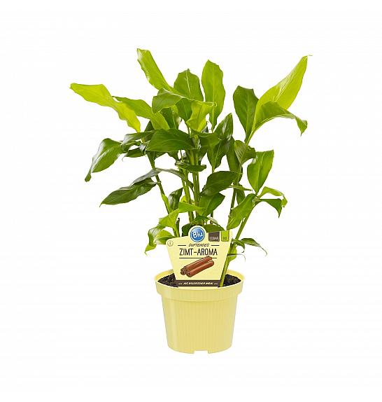 Elettaria cardamomum; Cimet; Ø12;700041;BLU