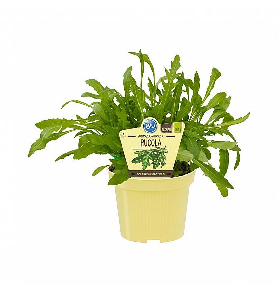 Diplotaxis tenuifolia; Rukola; Ø12;700570;BLU