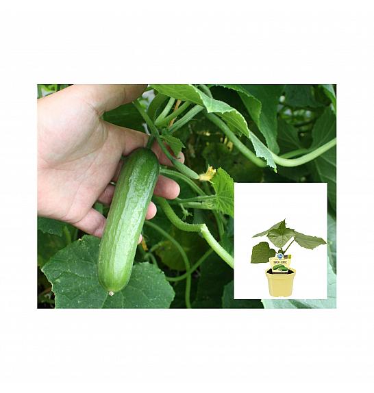 Cucumis sativus Lunchbox; Mini kumara; Ø12;700320;BLU