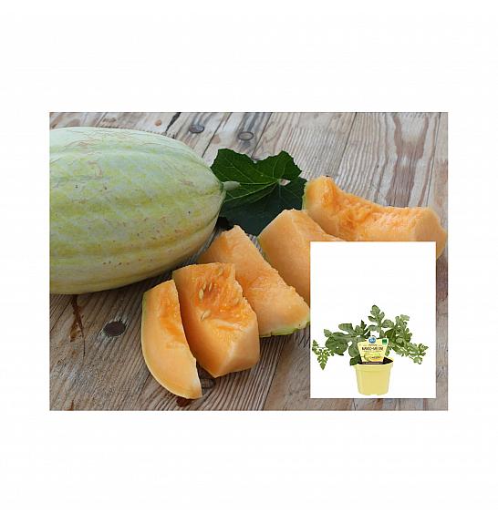 Cucumis melo; Melona Mangomelone; Ø12;708868;BLU