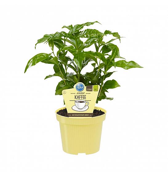 Coffea arabica; Prava kava; Ø12;700037;BLU