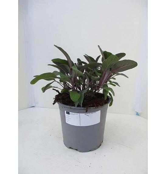 Salvia purpurea Ø14