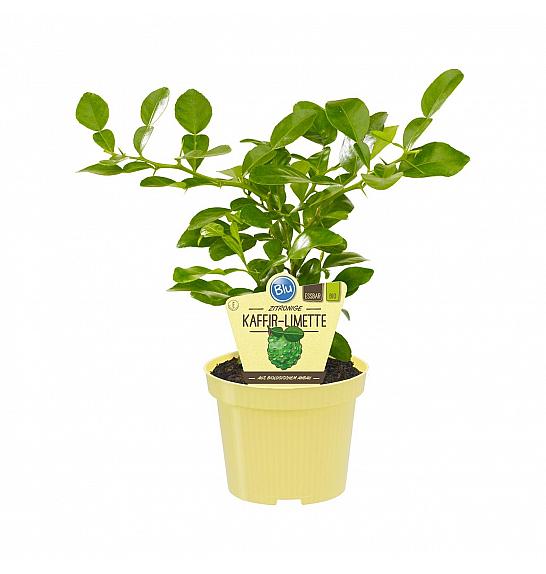 Citrus hystrix; Kefir limeta; Ø12;700031;BLU