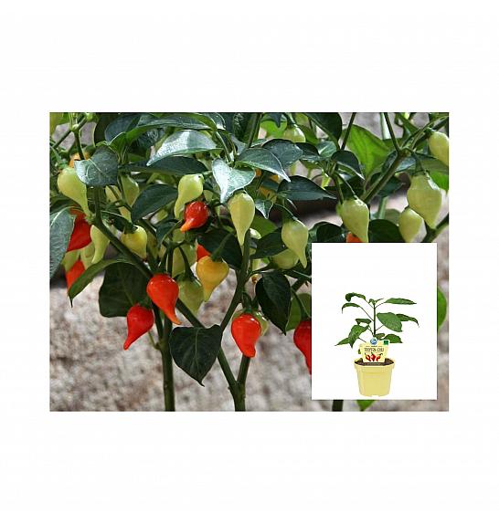 Capsicum chinense; Kapljičasti čili; Ø12;690020;BLU