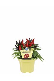 Capsicum annuum; Pekoča paprika; Ø12;700086;BLU