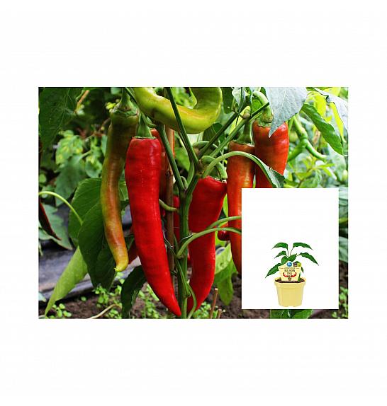 Capsicum annuum Panama; Bullhorn-čili; Ø12;700764;BLU